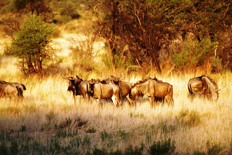 nab (1931).jpg - Gnus